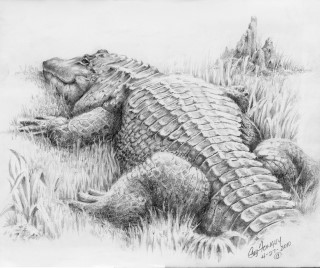 "Louisiana Alligator" 